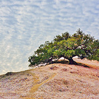 Tree on a hill in Marin County.