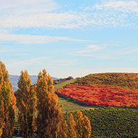 Vineyards and cypress trees in Napa County.
